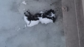 16.02.2015 19:40 Пловец в маске и ластах вмерз в лед у Троицкого моста
Вмерзшее в лед тело было обнаружено прохожими около 18:30 у Троицкого моста, примерно в 200 метрах от берега по направлению от Суворовской площади к Каменноостровскому проспекту.
Как стало известно "Фонтанке", прибывшие на место сотрудники полиции выяснили, что покойный одет в гидрокостюм и ласты, на голове – маска для подводного плавания. Личность погибшего и обстоятельства происшествия выясняются.