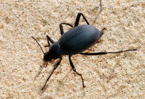 В Средней Азии он так выглядел. Называли его в детстве - жопострел.