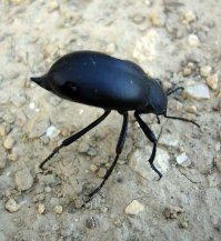 В Средней Азии он так выглядел. Называли его в детстве - жопострел.