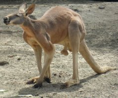 У кенгуров точно такие же (кроме того, они расположены ПЕРЕД концом) и, похоже, и у всех сумчатых