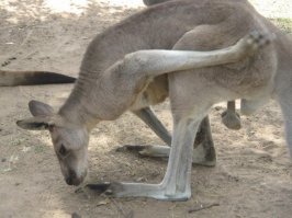 У кенгуров точно такие же (кроме того, они расположены ПЕРЕД концом) и, похоже, и у всех сумчатых