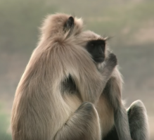 блин, прям как люди
