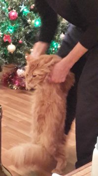 Мой кот боится, ну кроме пылесоса разумеется, салюта или фильмов про войну, где выстрелы звучат. Прячется за диван. И танцевать не любит ))))