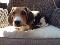 Не вижу испуга, ну ни капли!!! 


...да и где тут самолёт?