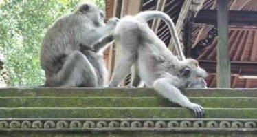 Невероятное преображение кота, который чуть не умер под тяжестью собственной шерсти