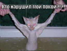 15 мифических тварей, которых многие считают реальными