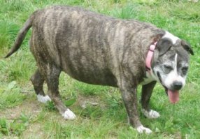 нас и тут хорошо кормят....