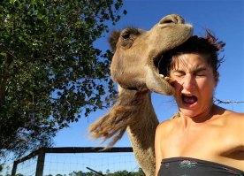 15 домашних питомцев, съевших своих хозяев