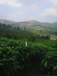 Чай "Липтон" - собранный с любовью.