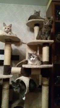 вот наши лохматули