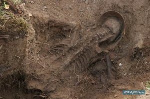 Приглядывался, приглядывался, может и вам кажется, что у скелета два позвоночника?