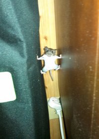 Жан Клод Ван Мышь :)