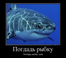 Любительница объятий: как акула уже 7 лет дружит с австралийским дайвером