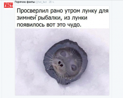 Как туда попала моя собака?