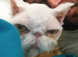 Невероятное преображение кота, который чуть не умер под тяжестью собственной шерсти