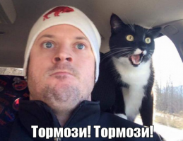 Прокатиться с горки вместе с котиком — парень снял классное видео