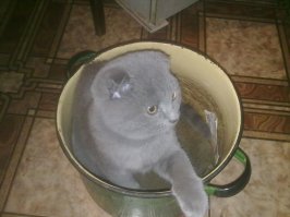 Мой тоже каструли любит и денюшки....