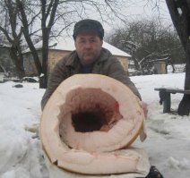 Ну и как получить 50 кг сала с со 120 кг подсвинка?