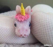 Братья наши меньшие