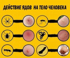 Сальмонелла с измененной ДНК съедает опухоль головного мозга