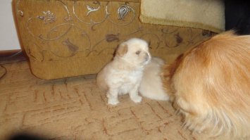 это наш Патрик....