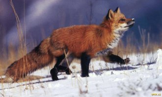 На лабутенах нах!