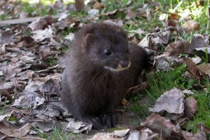вы меня конечно извините, а как же норковые,нутриевые,песцовые шубы?Тюленя жалко, а ни у одного из ваших знакомых нет -шуб\шапок?А как вы при -40-45 в Якутске\Красноярске\Хабаровске живете? А мясо что вы кушаете-курятина,свинина,телятина? Яичница с салом?

 В нашем климате зимой без укутывания в тулуп с меховой шапкой и каждодневным употреблением мяса -человек просто протянет ноги.

 Конечно же зверят жалко, но может не надо быть лицемерами? У каждого человека есть клыки (достаточно посмотреть в зеркало) и ничего с этим не поделаешь.