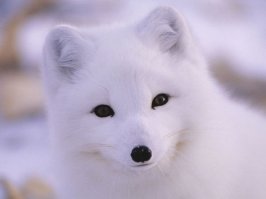 вы меня конечно извините, а как же норковые,нутриевые,песцовые шубы?Тюленя жалко, а ни у одного из ваших знакомых нет -шуб\шапок?А как вы при -40-45 в Якутске\Красноярске\Хабаровске живете? А мясо что вы кушаете-курятина,свинина,телятина? Яичница с салом?

 В нашем климате зимой без укутывания в тулуп с меховой шапкой и каждодневным употреблением мяса -человек просто протянет ноги.

 Конечно же зверят жалко, но может не надо быть лицемерами? У каждого человека есть клыки (достаточно посмотреть в зеркало) и ничего с этим не поделаешь.