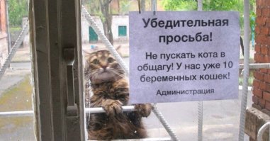 Наглость - второе счастье