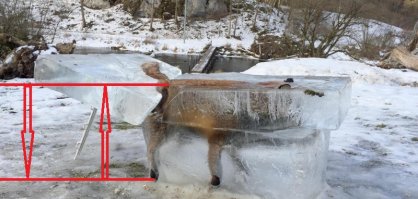 Все нормально с лисой вон как хвостом виляет.