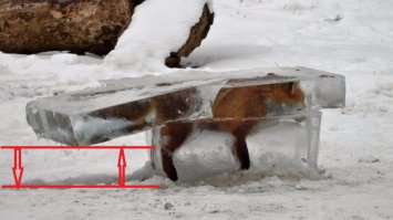 Все нормально с лисой вон как хвостом виляет.