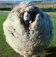 23 афганские борзые, которые ухожены лучше большинства из нас