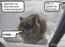 Женщина не сдавалась и нашла своего кота спустя 2 года после пропажи