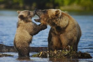 Милота и Доброта