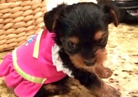 Этим щеночкам - йоркам  6 недель. Родились 3 мальчика и девочка.