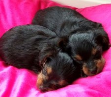 Этим щеночкам - йоркам  6 недель. Родились 3 мальчика и девочка.