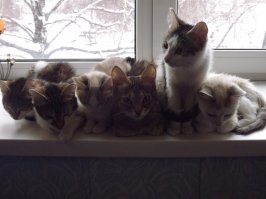 Нас поработили!