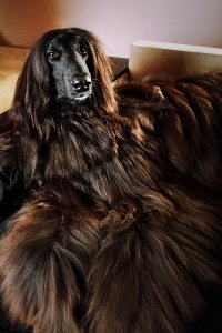 23 афганские борзые, которые ухожены лучше большинства из нас