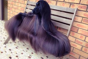 А как же популярная фотография?