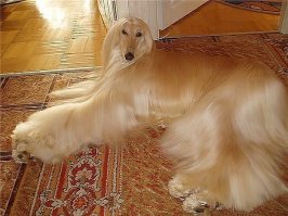 23 афганские борзые, которые ухожены лучше большинства из нас