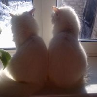 Вот таких милых котят фотографировал 