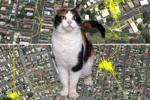 По утрам они ждали кота, ага..., пока сам не нагуляется, хрен вы его найдете.