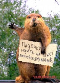 Это вам не ежатина . Тушёнка из бобра