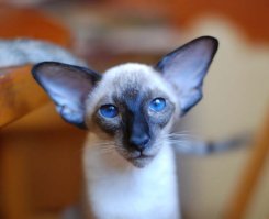 А как Вам такой сиамец?