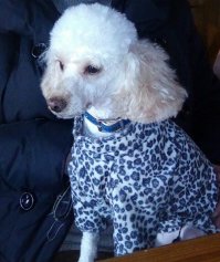 Moё животное красивое и любимое!