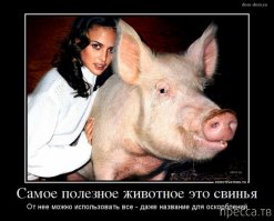 В доме у канадцев живёт свинья. Очень счастливая свинья