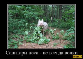 В доме у канадцев живёт свинья. Очень счастливая свинья