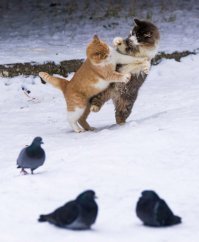 Это напоминает "Бойню в Маниле".