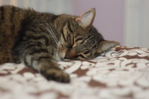 Мой котёнок