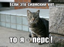 Рождественский подарок Ирис Саманиего